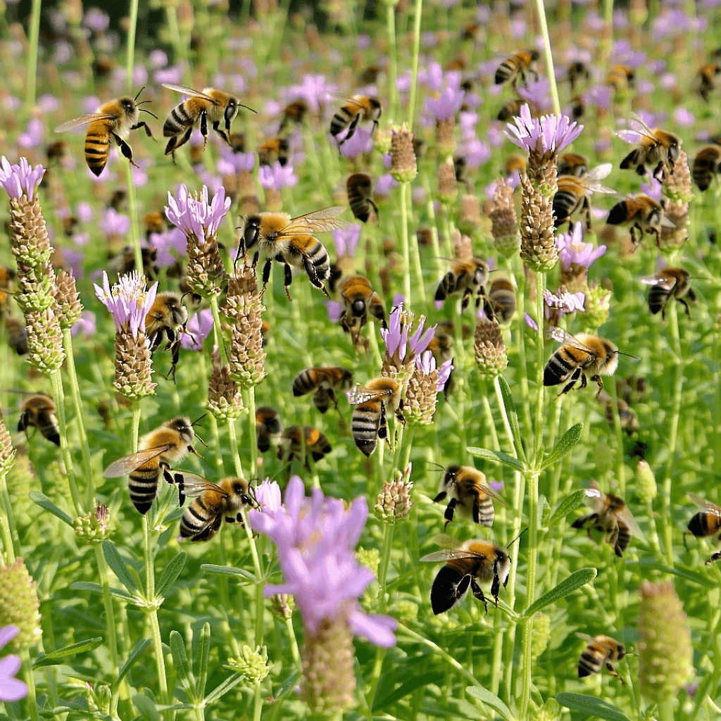 Impact of Non-native Wild Bees in Southern California