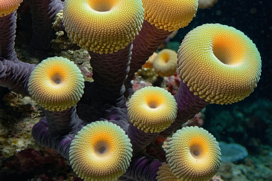 Coral Reefs: Insights into Attachment Processes and Rehabilitation Efforts