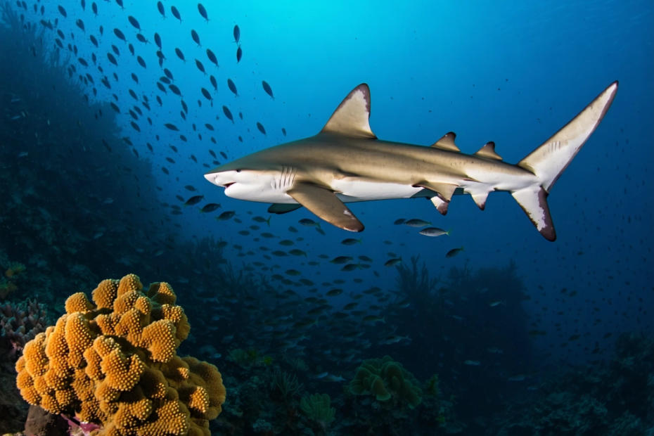 Protecting Endangered Marine Life: The Role of Environmental DNA