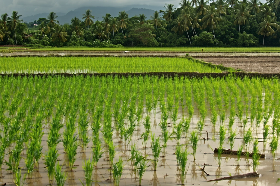 Climate Change Challenges for Rice Cultivation
