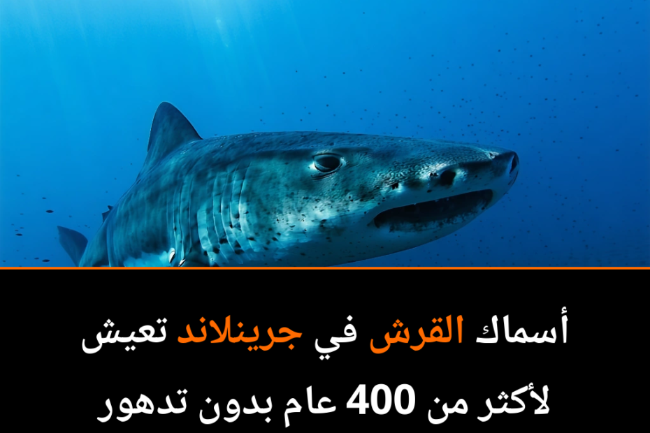 Greenland Sharks: Masters of Longevity and Timeless Survival