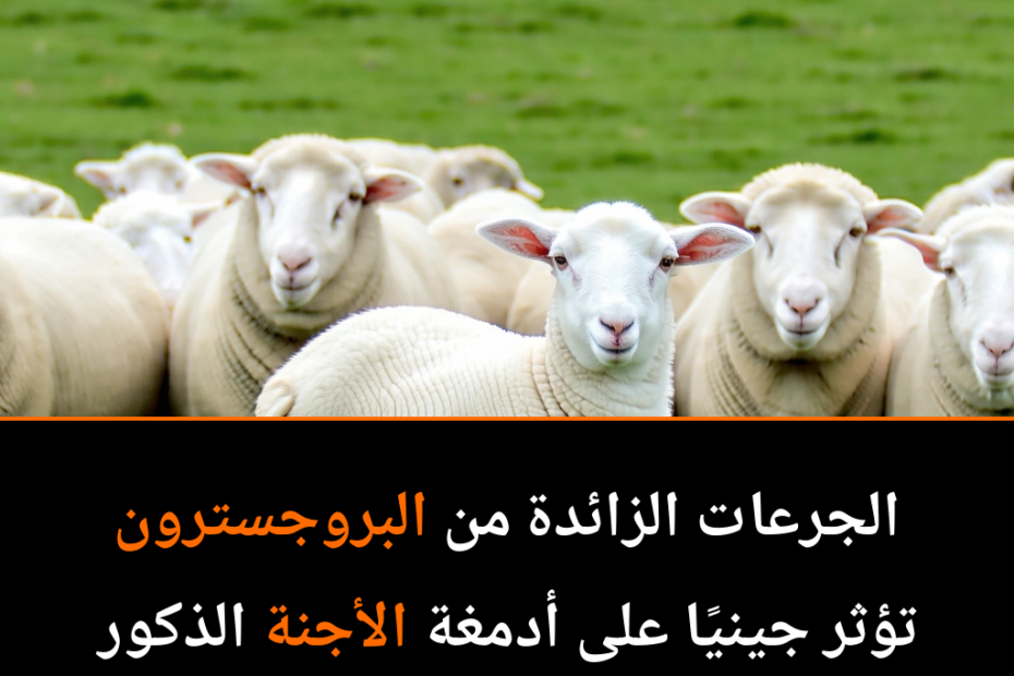 Can Pregnancy Hormones Rewire the Male Brain? A Sheep Study Suggests So!
