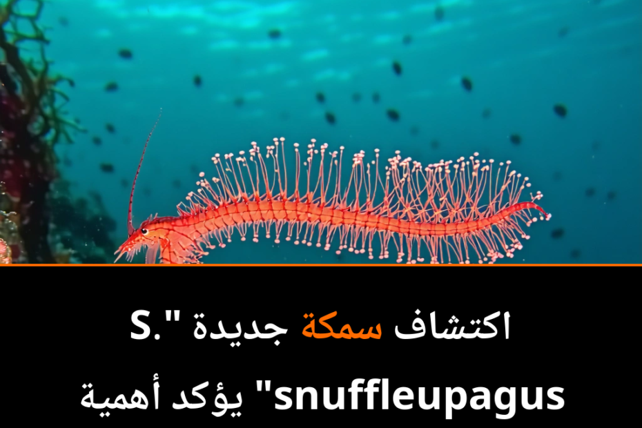 Mystery Fish with a Hairy Twist: The Discovery of the S. snuffleupagus