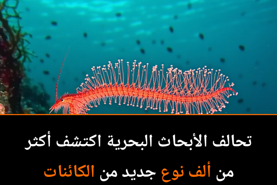 Unveiling Ocean Mysteries: Over 1,000 New Marine Species Discovered in a Year!