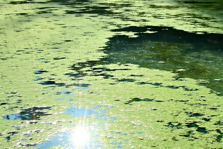 Why Lincoln’s Reflecting Pool Turned Green: The Science Behind the Algal Bloom