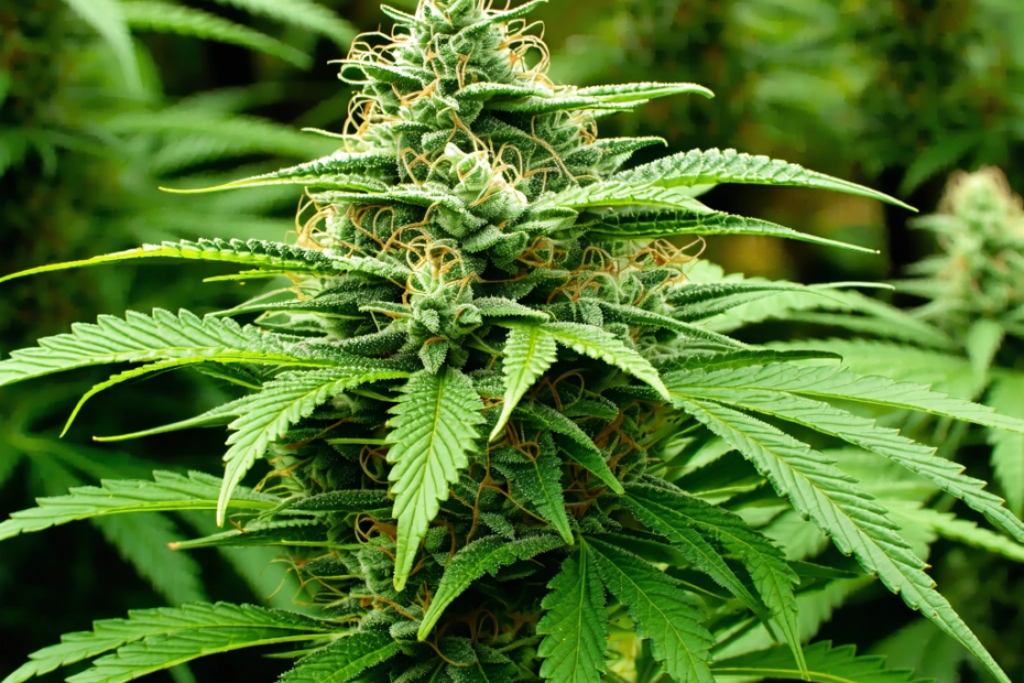 Is Legalizing Cannabis a Public Health Gamble?