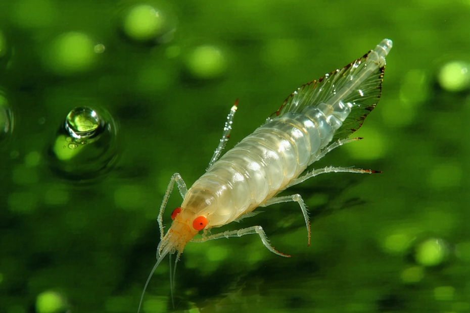 How to Turn Green Waters Clear: Nature’s Secret Solutions