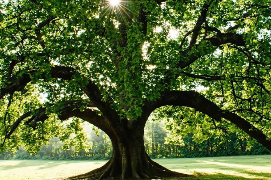 Do Trees Keep Growing or Just Keep Breathing?