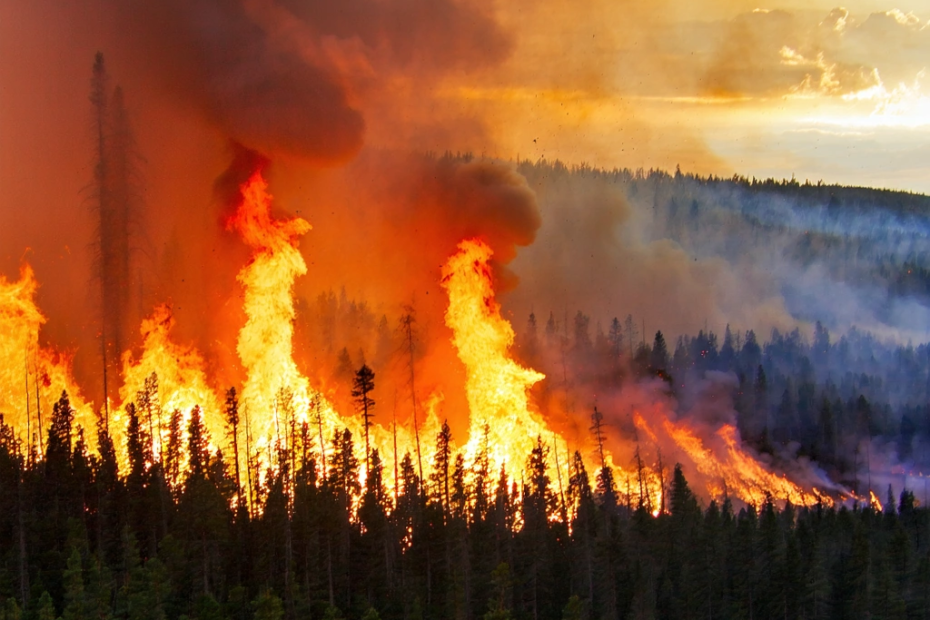 Wildfires on the Rise: How Climate Change is Fanning the Flames