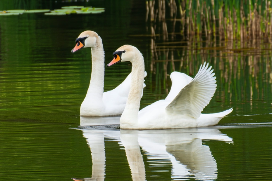 The Swan Invasion: Michigan’s Feathered Dilemma