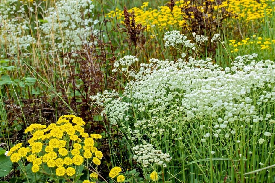 Reviving Illinois: Turning Farmland Back into Lush Wilderness