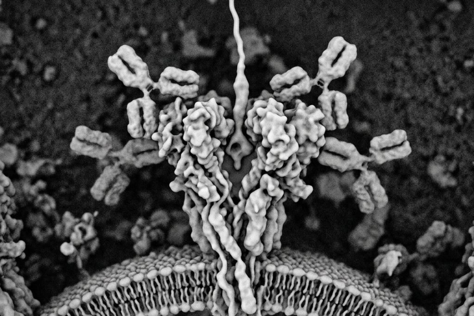 The Andes Virus Hides Its Grip in a Deep Molecular Pocket